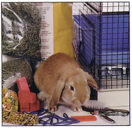 rabbit2.jpg