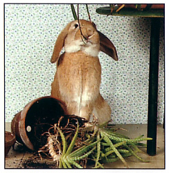 rabbit3.jpg