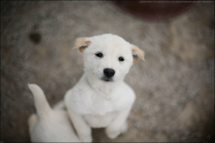 20100327jindo02.jpg