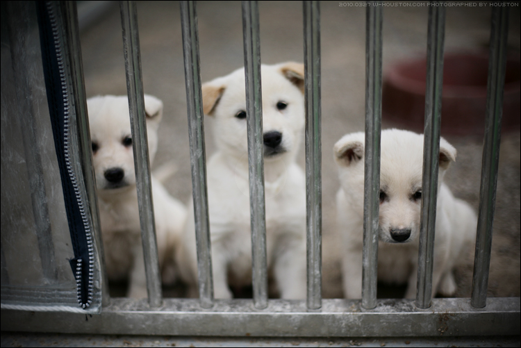 20100327jindo01.jpg
