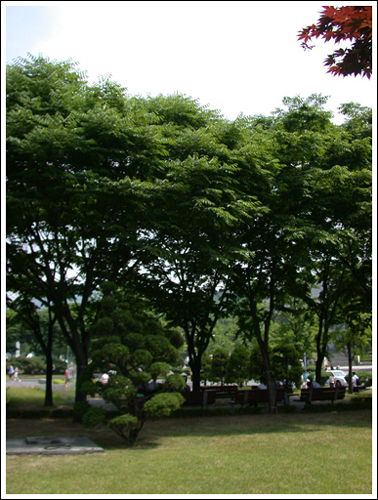 green0604.jpg