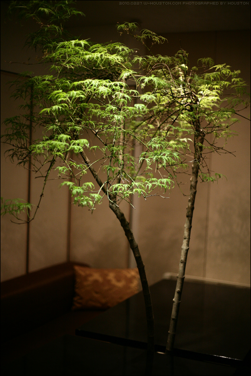 20100227tree.jpg
