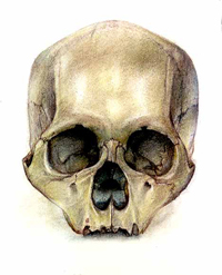 head2s.jpg