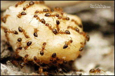 ant2.jpg
