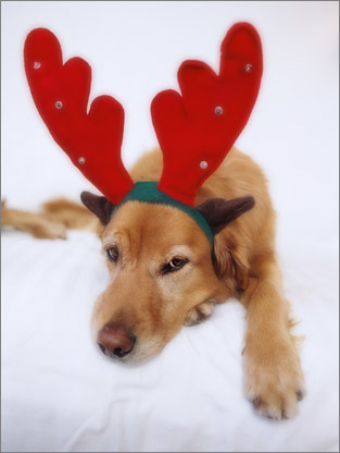 reindog.jpg