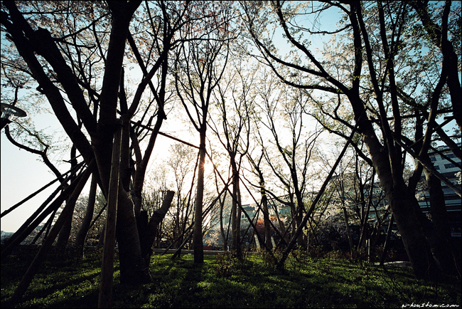 200605tree.jpg
