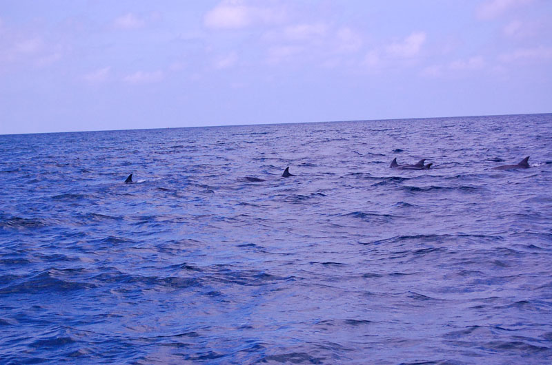 DSC_0450.JPG